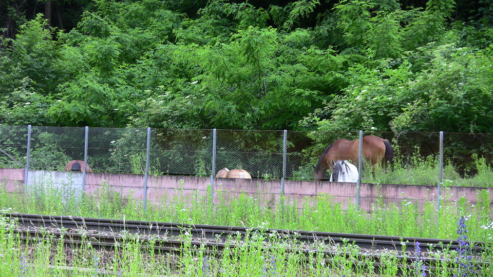 743 - 2008-06-12 - Biascina - IMG_2336.jpg