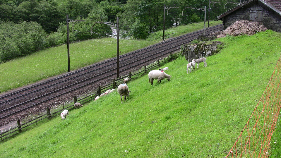 895 - 2008-06-14 - Syd forGurtnellen - IMG_2488.jpg