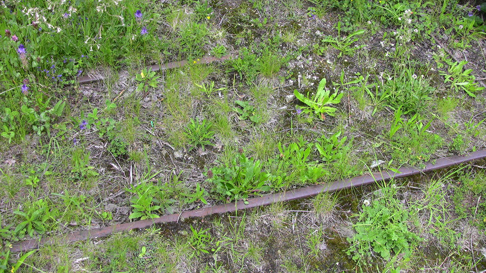 944 - 2008-06-14 - Bf. Wassen - IMG_2537.jpg